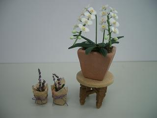 �h�[���n�E�X�E�~�j�`���A�E�ӂ��H�[