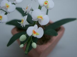 �h�[���n�E�X�E�~�j�`���A�E�ӂ��H�[